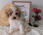 Small #5 Poodle (Miniature)