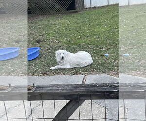 Great Pyrenees Dogs for adoption in New Orleans, LA, USA