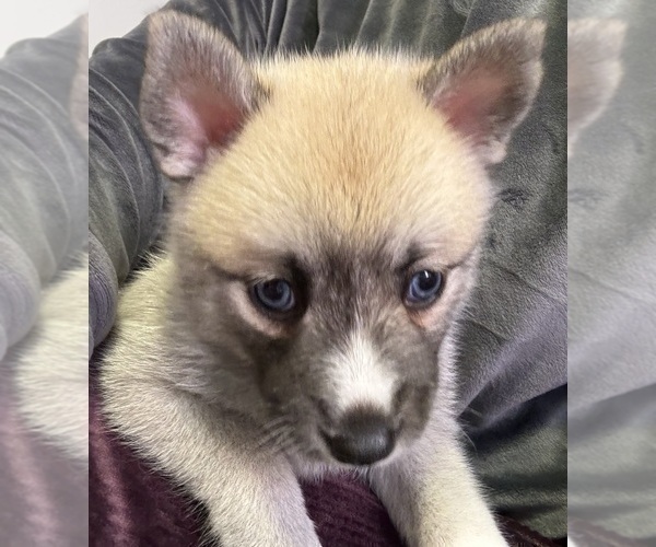 Medium Photo #28 Pomsky Puppy For Sale in LOVELAND, CO, USA