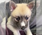 Small #27 Pomsky