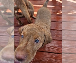 Labrador Retriever Puppy for sale in BUFFALO, NY, USA