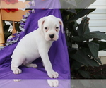 Small Photo #4 Boxer Puppy For Sale in SHILOH, OH, USA