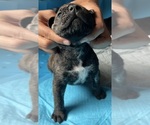 Small Photo #4 Presa Canario Puppy For Sale in VERONA, KY, USA