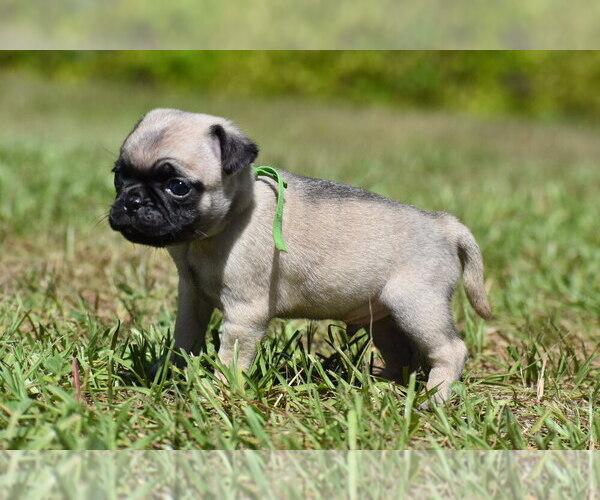Medium Photo #1 Pug Puppy For Sale in PALM COAST, FL, USA