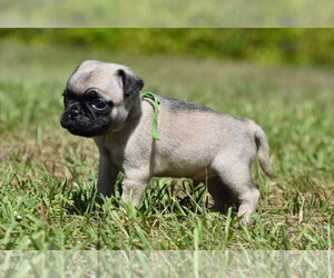 Pug Puppy for sale in PALM COAST, FL, USA