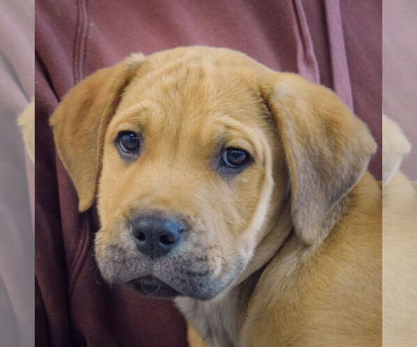 Medium Photo #6 Mastiff-Unknown Mix Puppy For Sale in Huntley, IL, USA