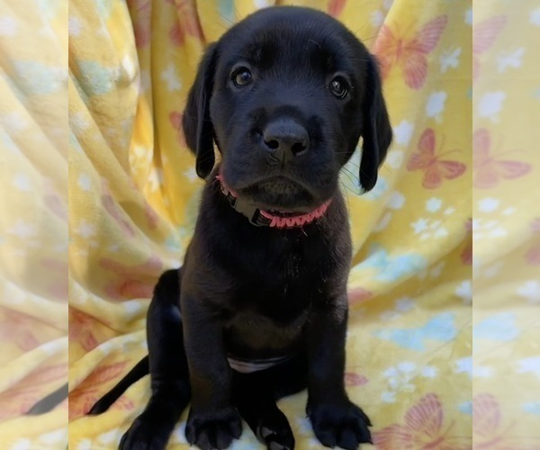 Medium Photo #3 Labrador Retriever Puppy For Sale in HOLLY SPRINGS, NC, USA