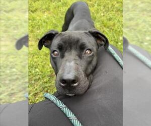 American Pit Bull Terrier-Unknown Mix Dogs for adoption in Derwood, MD, USA