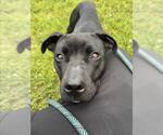 Small American Pit Bull Terrier Mix