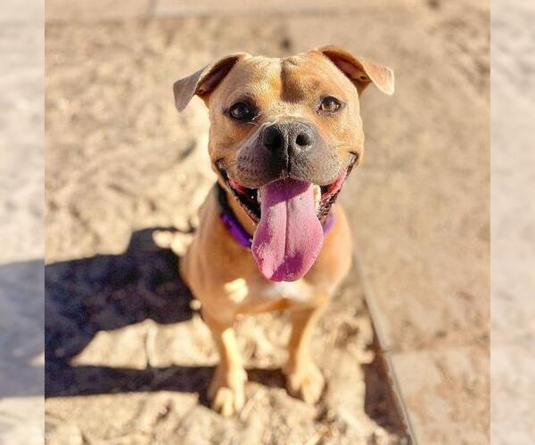 Medium Photo #3 American Staffordshire Terrier Puppy For Sale in Aurora, CO, USA