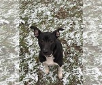 Small #6 Mutt