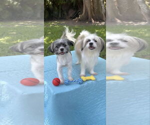 Cassie & Cindy - Female Shih Tzu Dog for Adoption - Photo #4