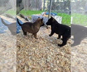 Belgian Malinois Puppy for sale in DIXON, CA, USA