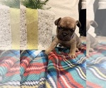 Small #4 French Bulldog