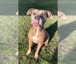 Boxer-Unknown Mix Dogs for adoption in Rosenberg, TX, USA