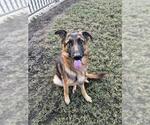 LOLITA - Female German Shepherd Dog Dog for Adoption - Small photo
