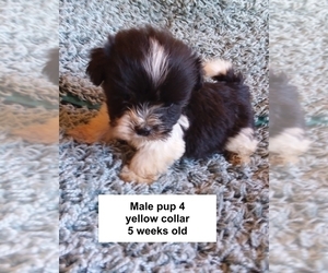 Havanese Puppy for sale in LACYGNE, KS, USA