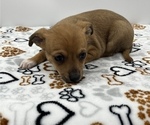 Small Photo #13 Jack Chi Puppy For Sale in SAINT AUGUSTINE, FL, USA