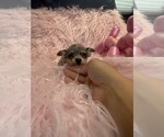 Small Photo #4 Chihuahua Puppy For Sale in SHERMAN, TX, USA