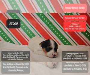Yorkshire Terrier Puppy for sale in TUCSON, AZ, USA