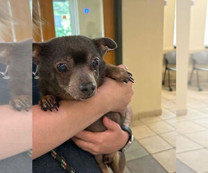 Chihuahua Dogs for adoption in Virginia Beach, VA, USA