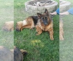 Small #1 German Shepherd Dog