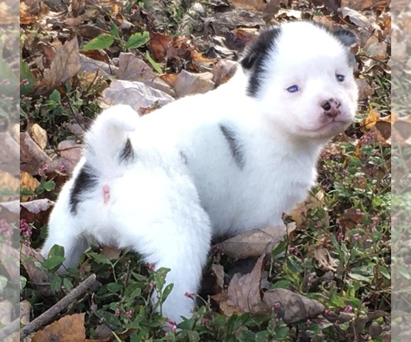 Medium Photo #7 Pomsky Puppy For Sale in BAXTER, TN, USA