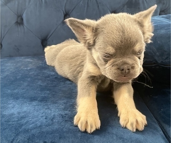 Medium Photo #9 French Bulldog Puppy For Sale in TALLAHASSEE, FL, USA