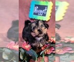 Small Photo #3 Yorkshire Terrier Puppy For Sale in AKRON, OH, USA