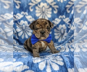 Frengle Puppy for sale in PEACH BOTTOM, PA, USA