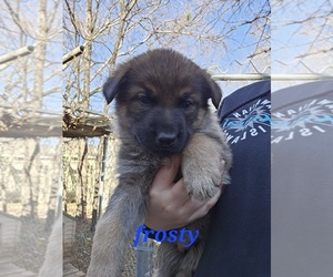 German Shepherd Dog Puppy for sale in KELLER, TX, USA