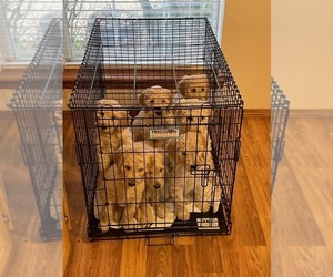 Goldendoodle Puppy for sale in MADILL, OK, USA
