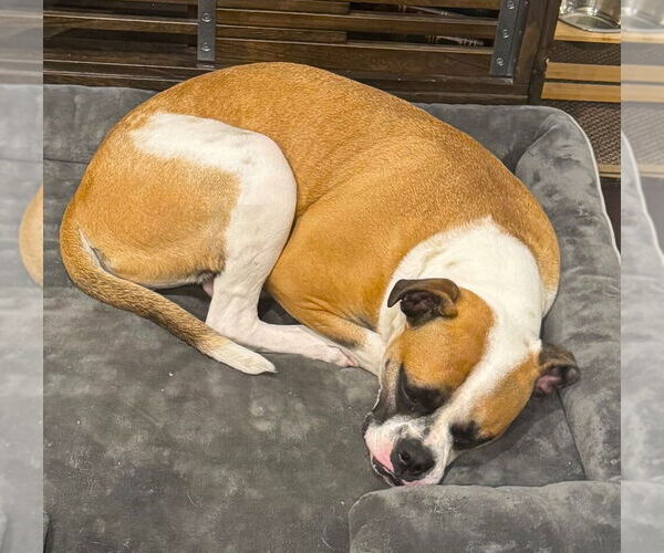 Medium Photo #3 Boxer Puppy For Sale in Austin, TX, USA