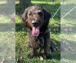 Small Photo #8 Labradoodle Puppy For Sale in Elmsford, NY, USA