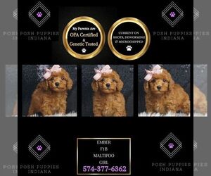 Maltipoo Puppy for sale in WARSAW, IN, USA