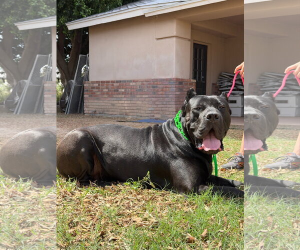 Medium Photo #6 Mutt Puppy For Sale in Goodyear, AZ, USA