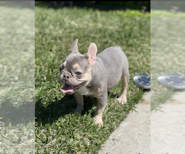 Full screen Photo #5 French Bulldog Puppy For Sale in LOS ANGELES, CA, USA