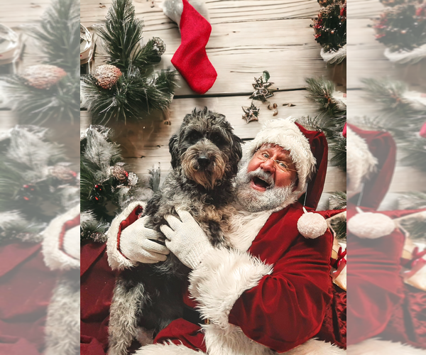 Medium Photo #2 Labradoodle Puppy For Sale in MILLVILLE, MN, USA