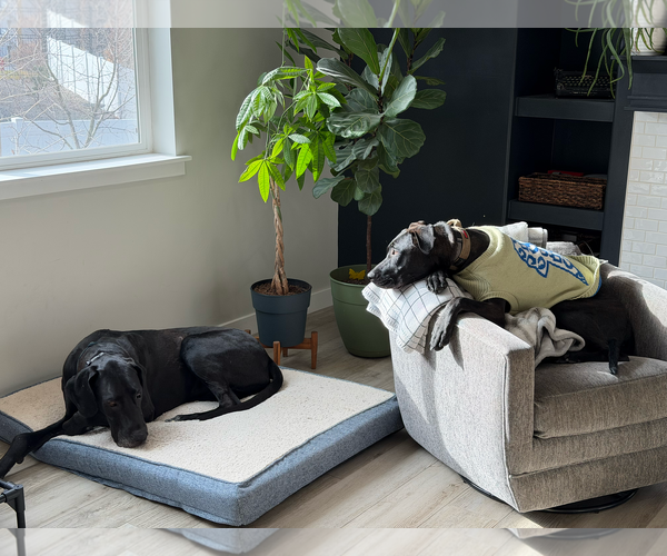 Medium Photo #7 Great Dane Puppy For Sale in Sandy, UT, USA