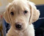 Puppy 2 Aussiedoodle-Goldendoodle Mix