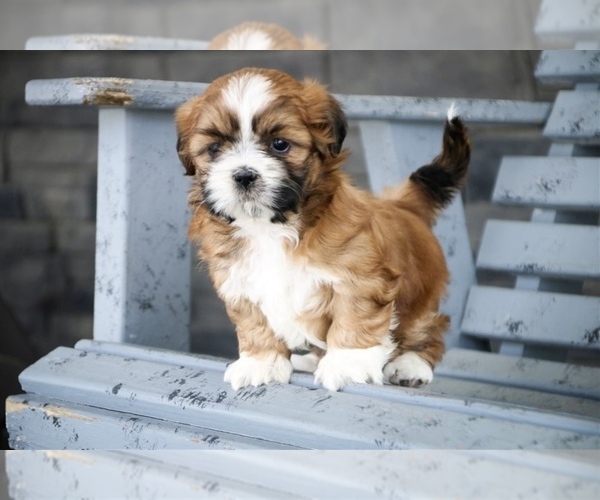 Medium Photo #3 Shih Tzu Puppy For Sale in FORT LAUDERDALE, FL, USA
