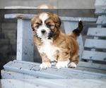 Small #2 Shih Tzu
