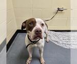 Small American Pit Bull Terrier
