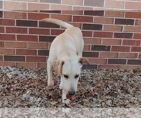 Medium Photo #7 Labrador Retriever-Unknown Mix Puppy For Sale in Murrells Inlet, SC, USA