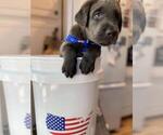 Small Photo #16 Labrador Retriever Puppy For Sale in ALEXANDRIA, VA, USA