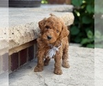 Small #5 Poodle (Standard)
