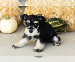 Small #4 Schnauzer (Miniature)
