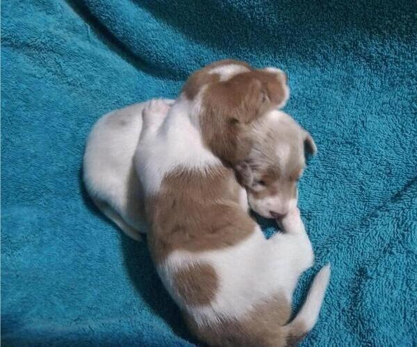Medium Photo #2 Dachshund Puppy For Sale in BELEN, NM, USA
