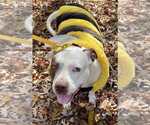 Small #6 American Staffordshire Terrier Mix
