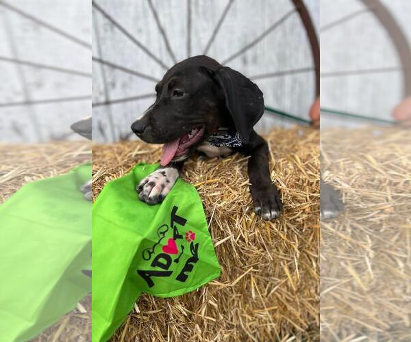 Medium Photo #3 Labrador Retriever-Unknown Mix Puppy For Sale in Rocky Mount, NC, USA